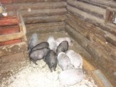 Срочно, недорого вьетнамские вислобрюхие поросята